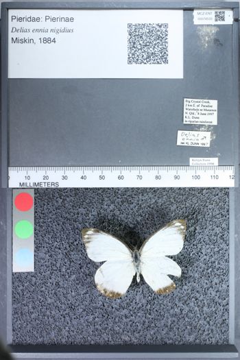 Media type: image;   Entomology 74533